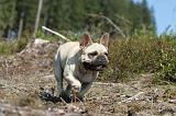 BOULEDOGUE FRANCAIS 104